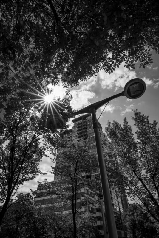 A black-and-white photo of a tall building framed by leafy trees, with sunlight shining through the branches, and a streetlamp in the foreground.