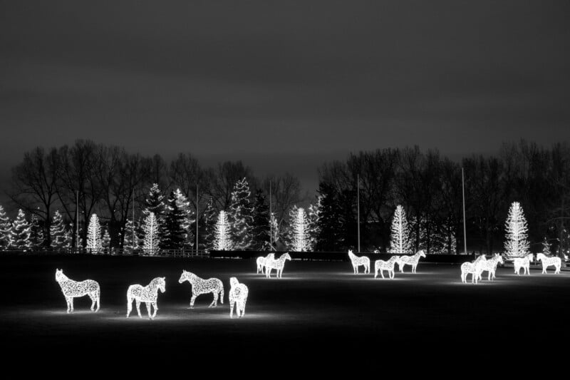 Glowing horse-shaped light sculptures are arranged on a dark field, with illuminated evergreen trees in the background. The scene is in black and white, creating a serene, festive nighttime atmosphere.
