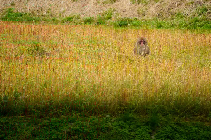 A Japanese macaque sits in the middle of a grassy field with tall, yellow and green plants. The monkey is looking forward and partially blends into the natural background.