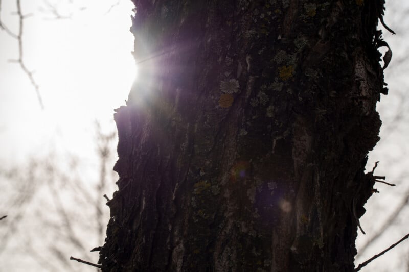 The sun shines brightly behind the trunk of a tree, creating a lens flare and casting the bark in shadow. The background is overexposed, with bare branches faintly visible.