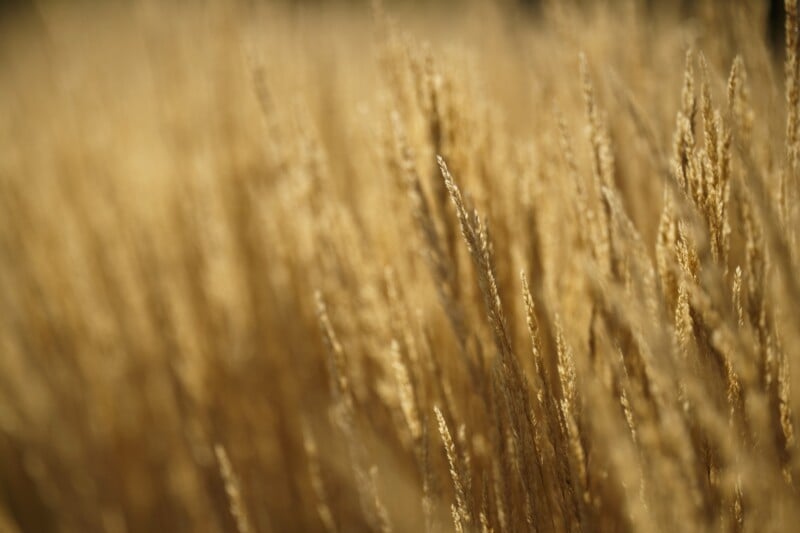 A close-up view of tall, golden wheat or grass stalks in a field, softly blurred in the background, capturing a warm, sunlit, autumn atmosphere.