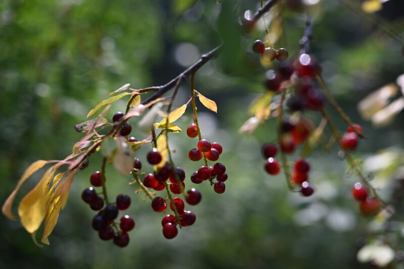 Close-up of clusters of small red berries hanging from tree branches with green and yellow leaves, set against a blurred green background.