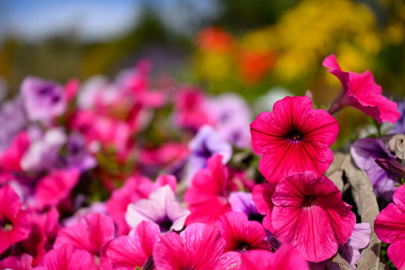 Vibrant pink and purple petunias in full bloom fill the foreground, with a blurred background of green foliage and yellow flowers on a sunny day.