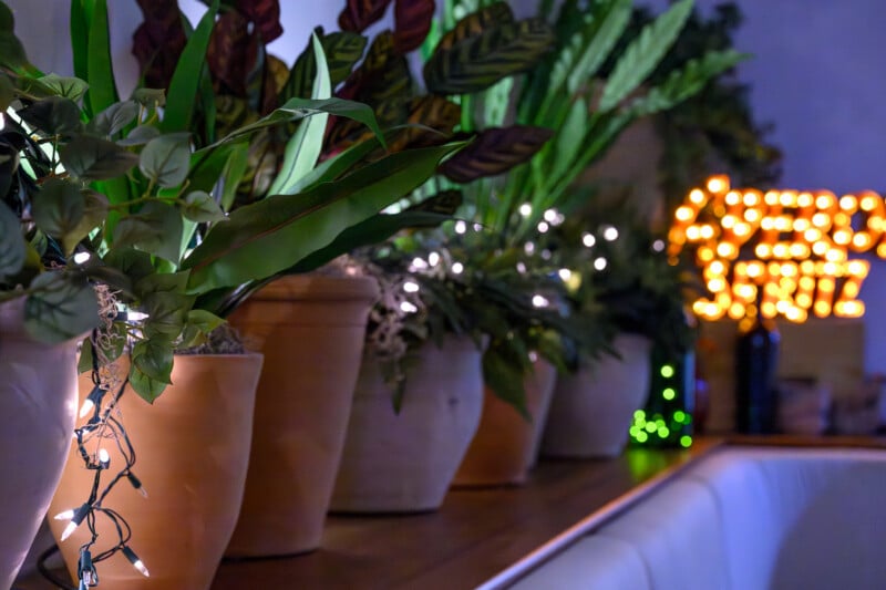 Several potted plants are arranged on a wooden surface, decorated with white string lights. In the background, warm yellow lights form a decorative pattern, creating a festive and cozy atmosphere.
