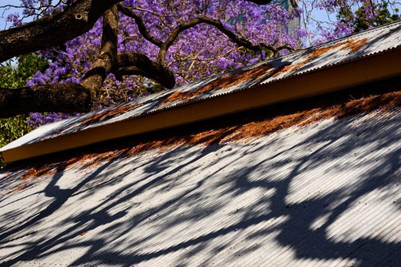 Shadows of tree branches fall across a corrugated metal roof, with purple jacaranda blossoms and tree limbs visible above and behind the roof.