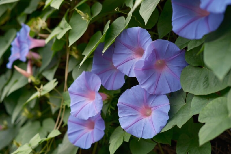A cluster of morning glory flowers with vibrant purple-blue petals and pink centers, surrounded by lush green leaves, growing densely on a vine.