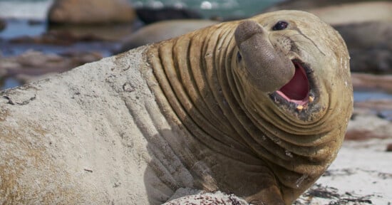 A large elephant seal lies on a sandy beach, its body covered in sand. Its mouth is open wide, showing its teeth, and its trunk-like nose is curled upward.