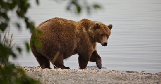 A large brown bear stands at the edge of a calm body of water, with one paw in the water and its head turned slightly to the side. Green leaves are partially visible in the foreground.