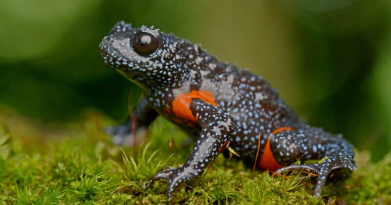 A black and blue-spotted toad with bright orange markings on its underside stands on green moss, surrounded by a blurred natural background.