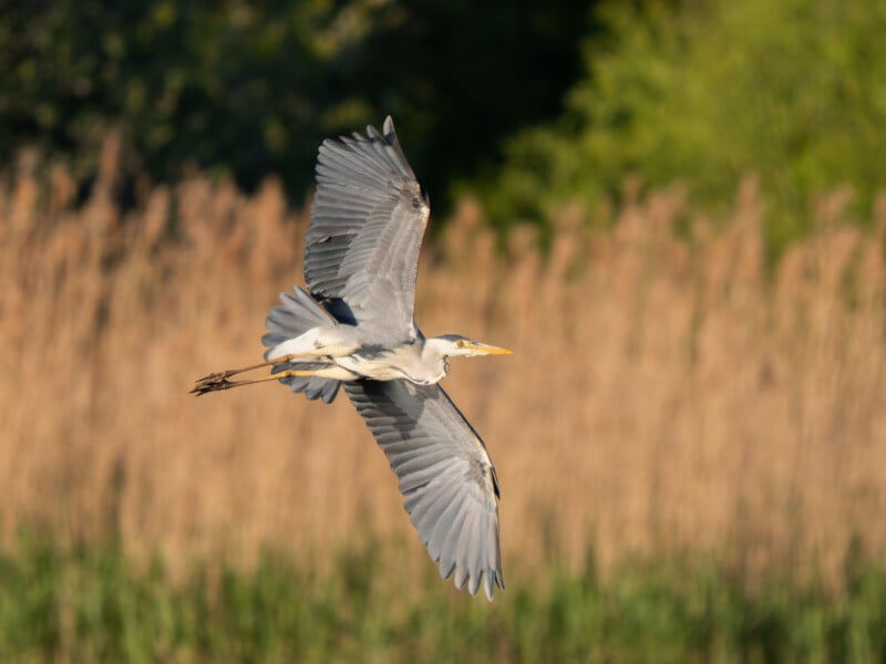 A gray heron with outstretched wings soars above tall, golden reeds, with green foliage blurred in the background on a sunny day.