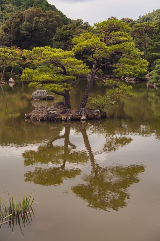 A small island with two pine trees is reflected in the calm water of a pond, surrounded by greenery and rocks, creating a serene landscape scene.