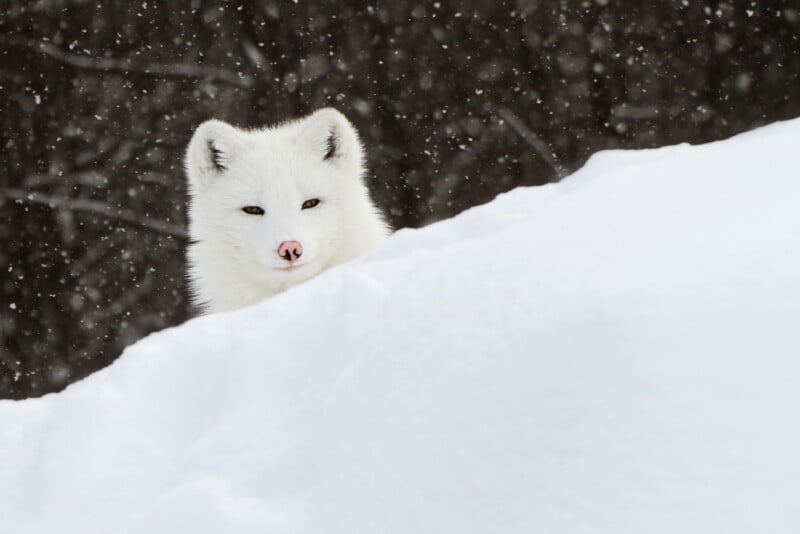 An arctic fox with white fur peers over a snowbank, blending into the snowy landscape as snowflakes fall and a dark, blurred forest provides the background.