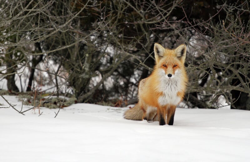 A red fox with a bushy tail stands on snow in front of leafless, tangled branches, looking directly at the camera.