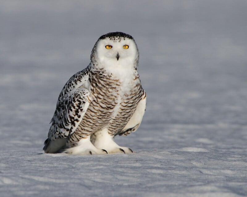 A snowy owl with white and brown speckled feathers stands on snow, facing forward with bright yellow eyes and a calm expression. The background is a flat, snowy landscape.