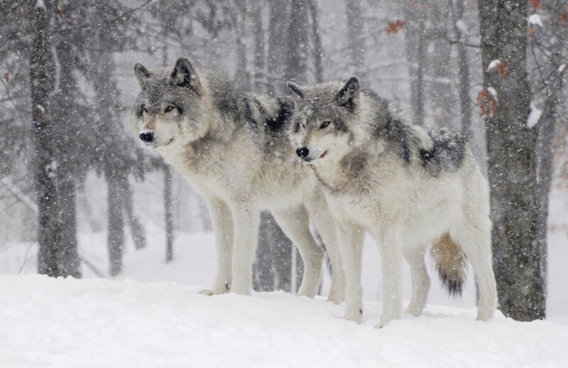 Two gray wolves stand alert in a snowy forest as snow falls around them. Tall trees with bare branches are visible in the background.