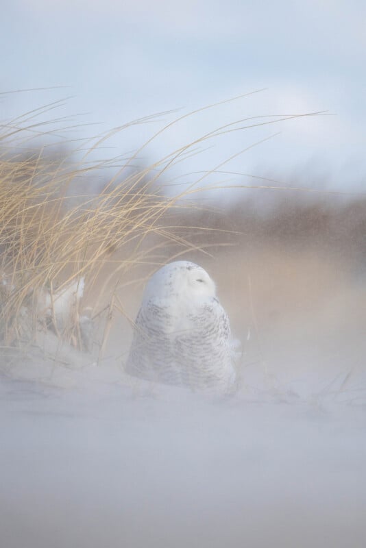 A snowy owl sits on the ground among tall, dry grass, partially obscured by blowing snow, with a soft, blurred background creating a serene winter scene.