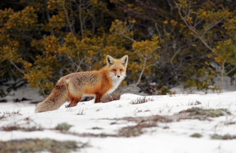 A red fox stands alert on a snowy ground with green and brown bushes in the background. Its fur contrasts with the white snow as it looks directly at the camera.