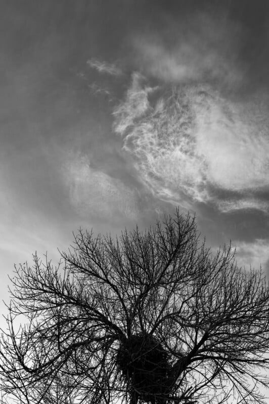 Bare branches of a tree in silhouette are set against a cloudy sky in black and white, with a large nest visible among the branches. Wispy clouds stretch across the upper part of the image.