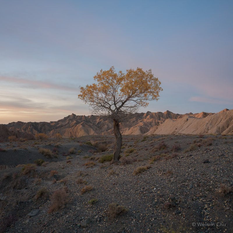 A solitary tree with yellow leaves stands on rocky terrain under a soft, pastel evening sky, with rugged hills and mountains in the background.