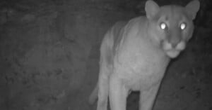 A mountain lion stands at night facing a trail camera, its eyes glowing brightly in the darkness. The background is rocky and dimly lit.
