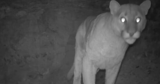 A mountain lion stands at night facing a trail camera, its eyes glowing brightly in the darkness. The background is rocky and dimly lit.