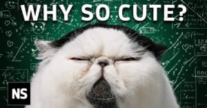 A grumpy-looking black and white cat in front of a chalkboard covered with scientific equations. Large text above the cat reads, "WHY SO CUTE?" and a square with "NS" is in the bottom left corner.