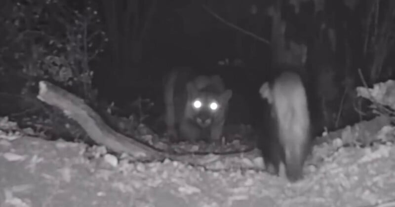 A night-vision trail camera image shows two animals in a forest. One, likely a mountain lion, faces the camera with glowing eyes, while the other animal walks away, partially obscured. The ground is covered with foliage and branches.