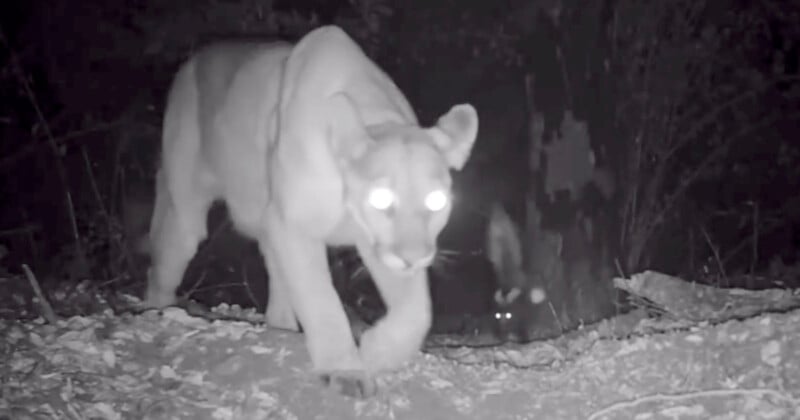A large mountain lion walks toward the camera at night, its eyes glowing brightly due to the camera flash. In the background, another animal's eyes shine in the darkness among the trees.