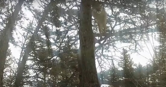 mountain lion soars through air and pounces on trail camera