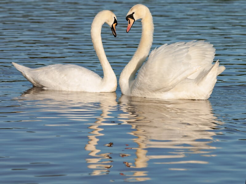 Two white swans face each other on calm water, forming a heart shape with their necks. Their reflections are visible on the surface of the lake.