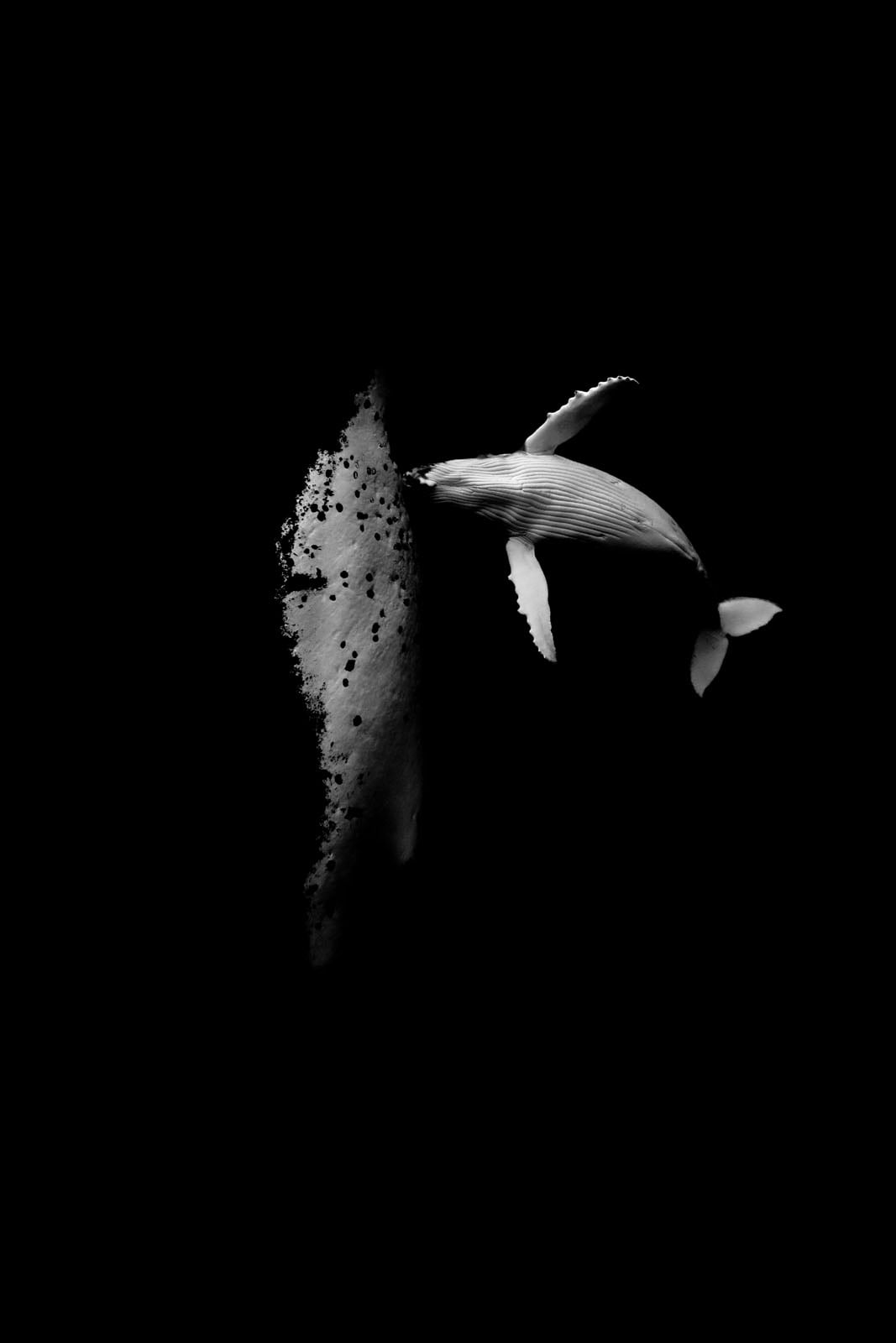 A black and white image of a whale swimming closely beside another whale, set against a dark, featureless background. The light highlights the whales’ textures and forms, creating a dramatic, minimalist scene.