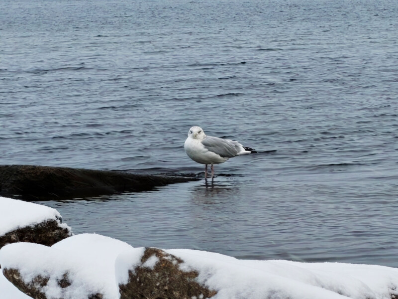 A seagull stands on a partially submerged rock in a body of water, with snow-covered rocks in the foreground and calm, rippling water in the background.
