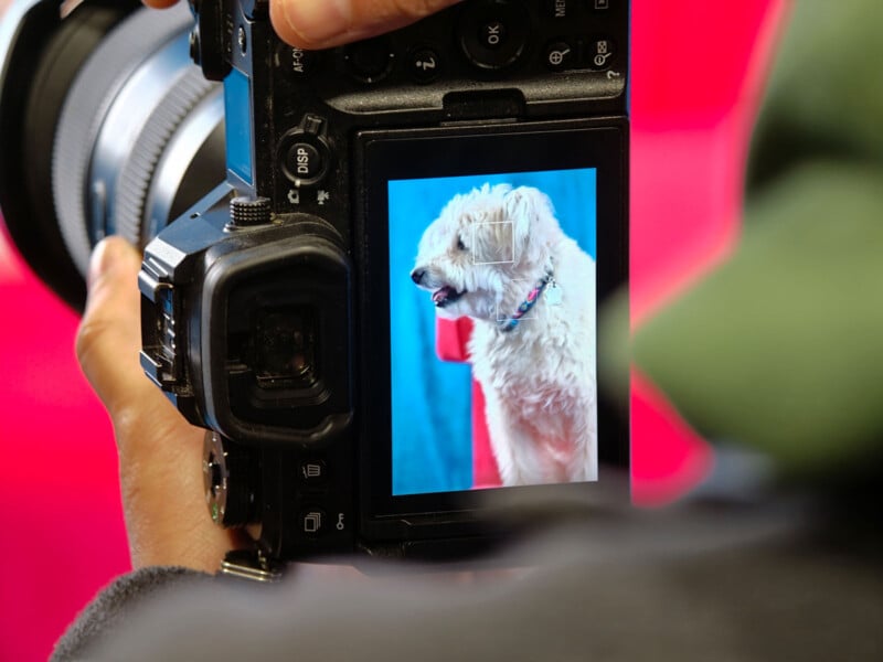 A close-up of a camera's display shows a fluffy white dog in focus, with the dog's image framed on the camera screen. The background is colorful, with red and blue hues visible.