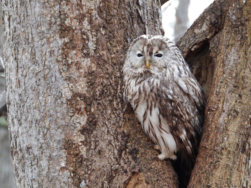 An owl with mottled brown and white feathers is perched in a tree crevice. Its eyes are partially closed, blending in with the textured bark. The tree trunk is rugged and grayish-brown.