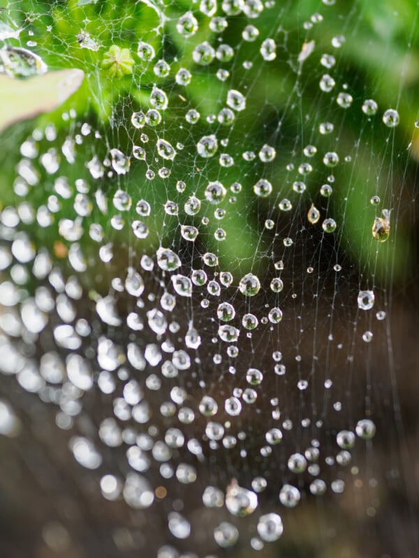 A spider web covered in glistening water droplets, with a blurred green background of plants and leaves. The droplets are strung along the delicate web strands, creating a sparkling effect.