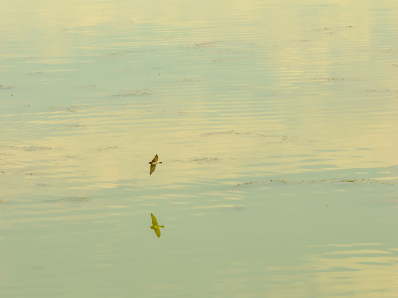 A single bird flies low over calm, pale yellow water, creating a clear reflection on the smooth surface.