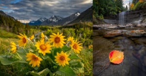 A cluster of yellow wildflowers in a mountain valley under a cloudy sky, beside a waterfall cascading into a rocky stream with autumn leaves in the water.