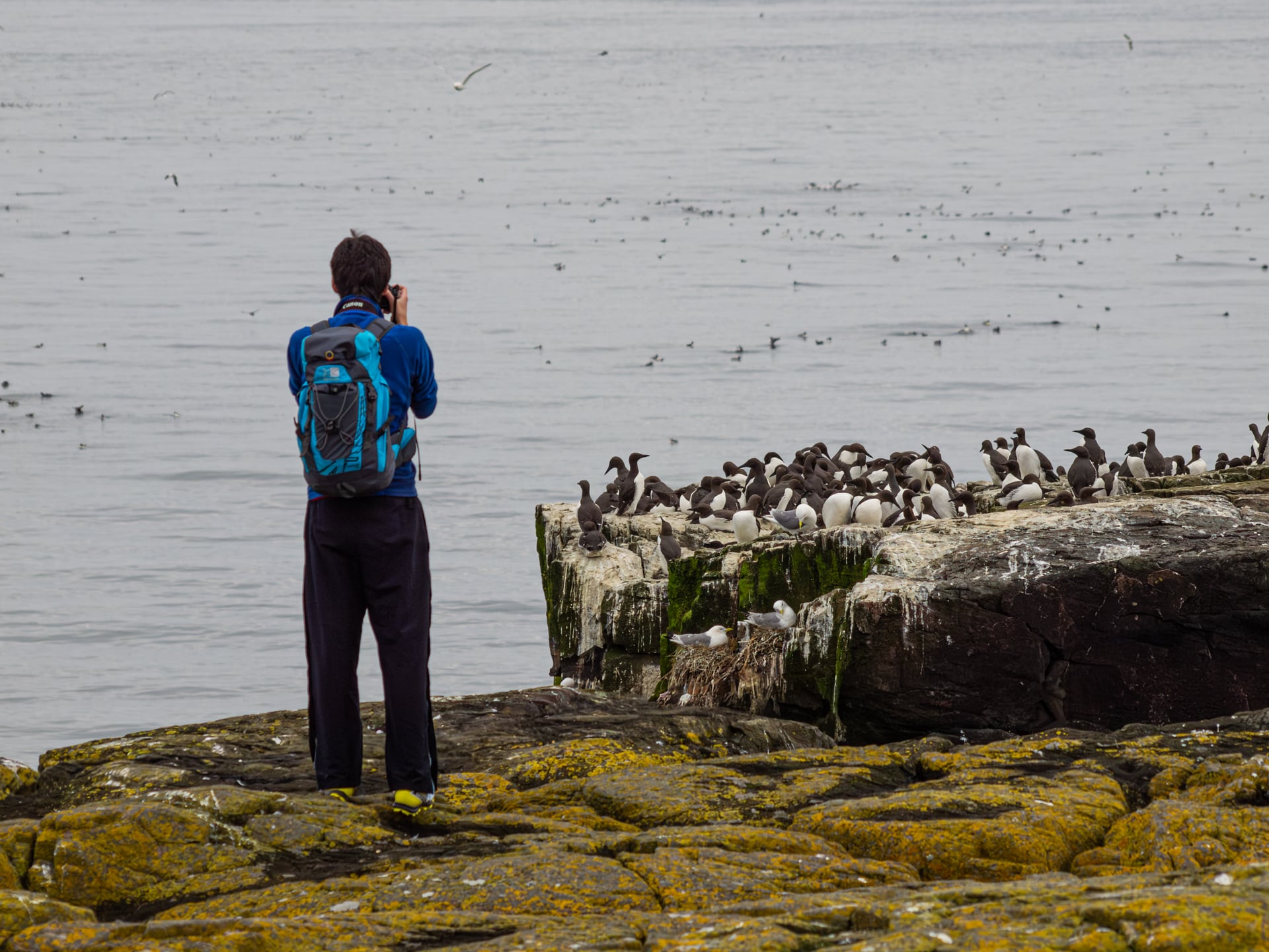 A person with a blue backpack takes a photo of a large group of seabirds perched on a rocky, moss-covered outcrop by the sea under a cloudy sky.