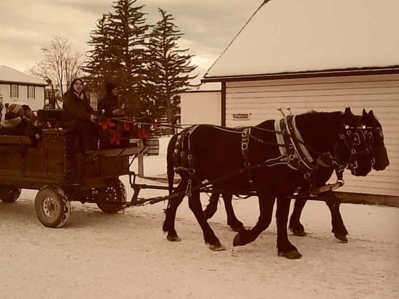 Two black horses pull a wooden wagon filled with people bundled in winter clothing. The scene takes place on a snowy street beside white buildings, with tall evergreen trees in the background.