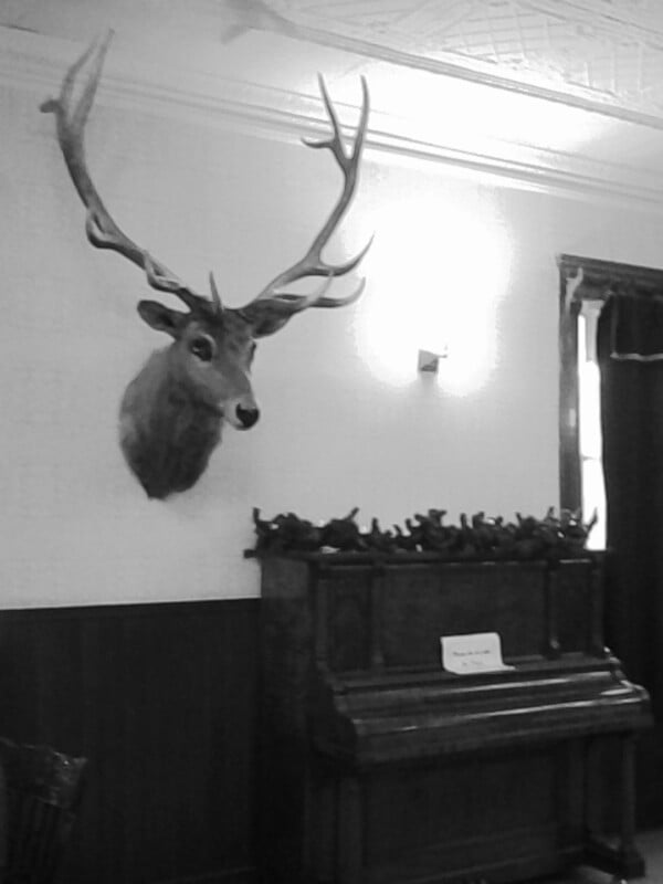 A black and white photo showing a mounted deer head with large antlers on a wall above a wooden mantel, with a light fixture and part of a decorative ceiling visible.