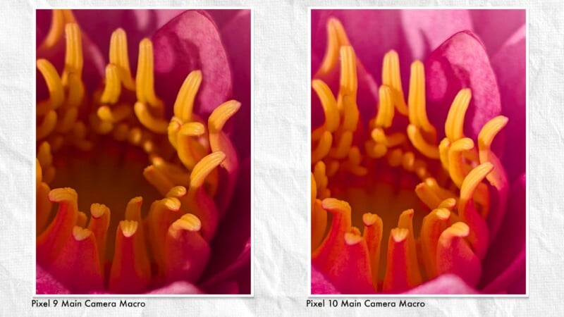 Close-up comparison of a pink and yellow flower, showing clearer detail and sharpness in the right image labeled "Pixel 10 Main Camera Macro" versus the left image labeled "Pixel 9 Main Camera Macro.