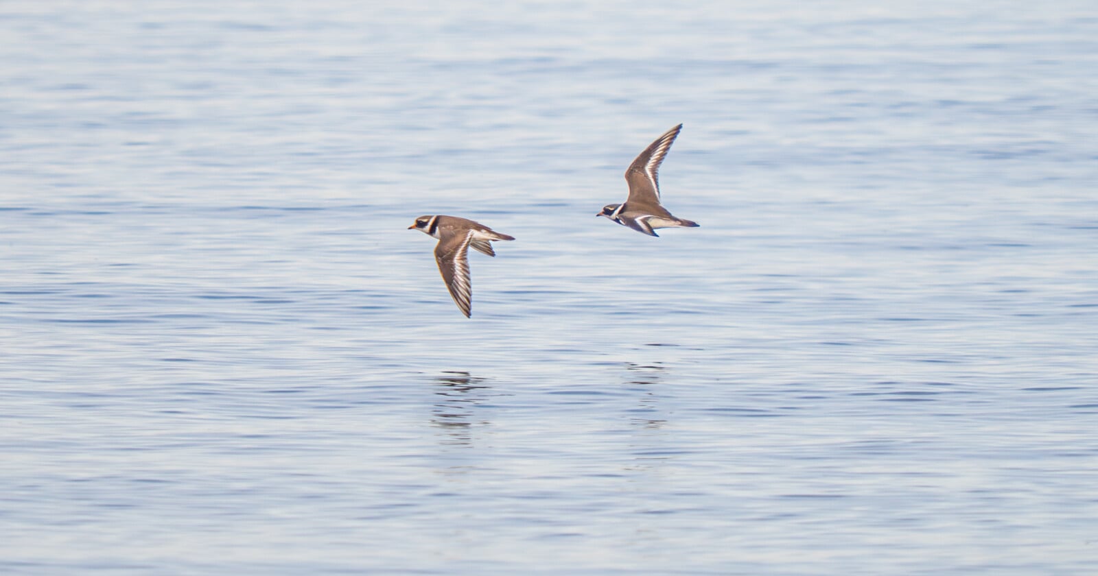 Two brown and white shorebirds fly low over calm blue water, their reflections faintly visible on the surface below them.