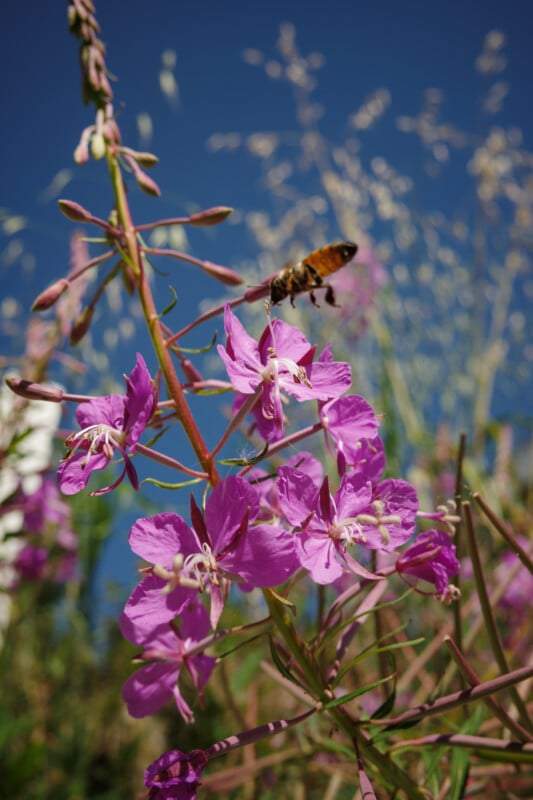 A bee hovers near vibrant pink wildflowers against a clear blue sky, with blurred grass and more flowers in the background.