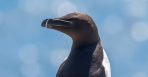 A close-up of a razorbill bird with a black head, white underside, and a thick, curved beak, set against a soft blue background with circular light patterns.
