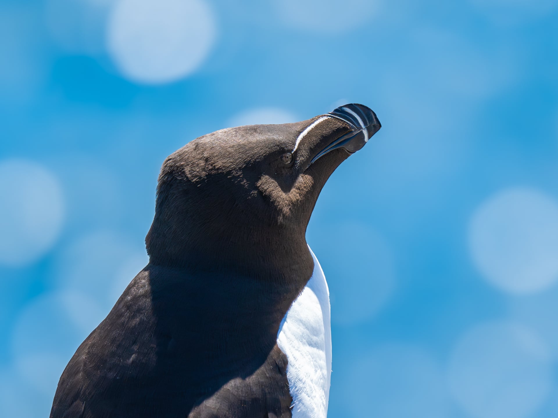 A close-up of a razorbill bird with its head tilted upward against a bright blue sky with circular bokeh light effects. The bird has a black head and back, and a white underbelly.