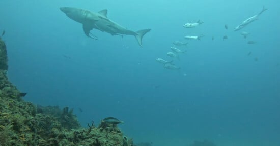 A large shark swims near a coral reef underwater, surrounded by smaller fish and marine life. The water is clear blue, providing a view of the ocean scene and sea creatures in the distance.