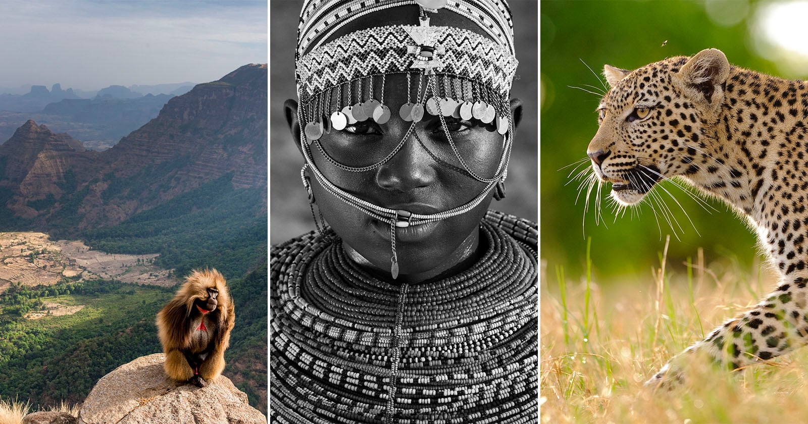 A triptych image: left, a gelada monkey sits on a high cliff overlooking a valley; center, a person in traditional beaded attire and jewelry; right, a leopard crouches in tall grass, alert and focused.