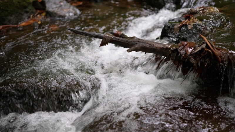 A close-up of a small creek with water rushing over rocks and a branch lodged across the stream, with fallen leaves caught on the branch.