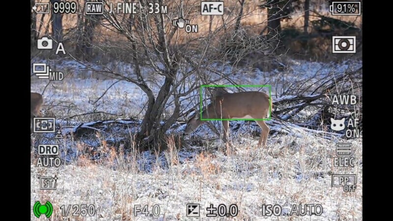 A deer stands near leafless bushes in a snowy field. The scene is viewed through a camera’s digital display, with settings and a green focus box highlighting the deer on screen.