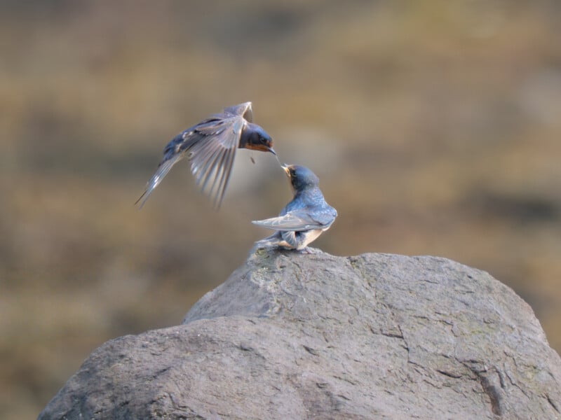 A bird hovers mid-air while feeding another bird perched on a large rock, both with blue and white feathers against a blurred brownish background.